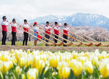 朝日町　あさひ舟川「春の四重奏」の投稿写真