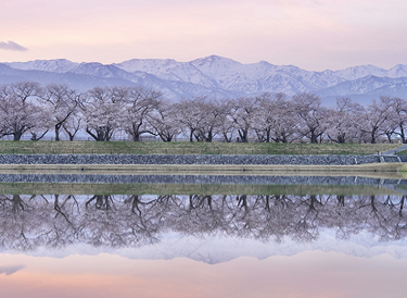 朝日町　あさひ舟川「春の四重奏」の投稿写真