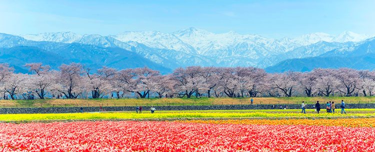 朝日町観光　春の四重奏