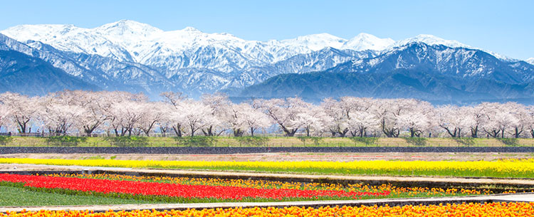 朝日町観光　春の四重奏