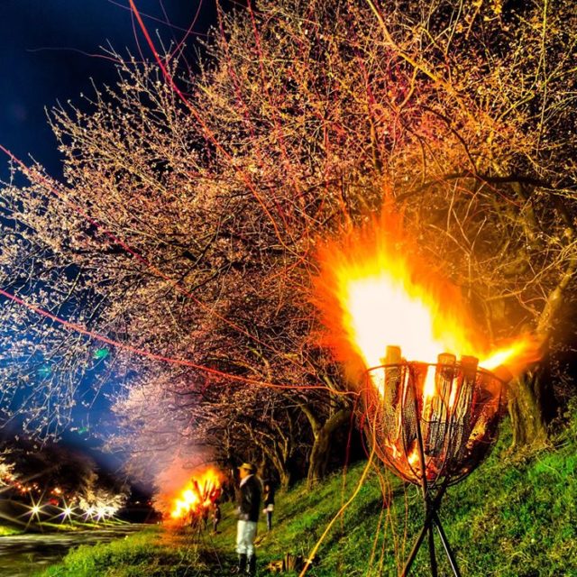 かがり火の夜桜