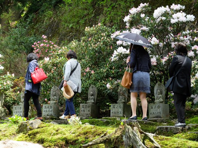 護国寺シャクナゲ
