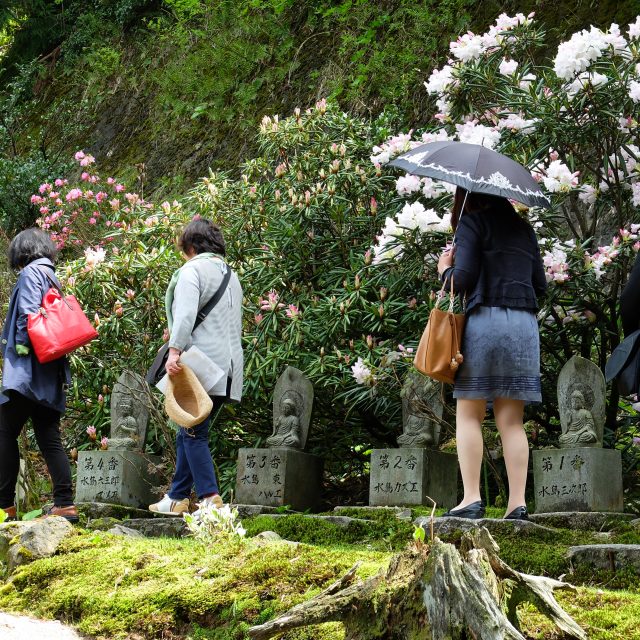 護国寺シャクナゲ