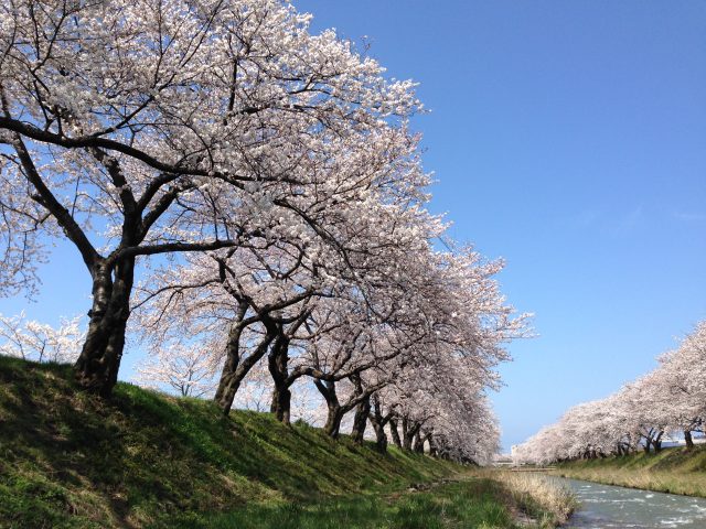 舟川べりの桜並木