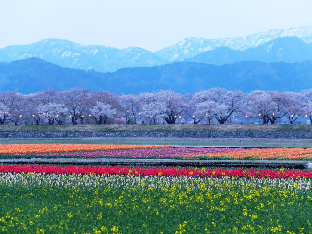 あさひ舟川「春の四重奏」