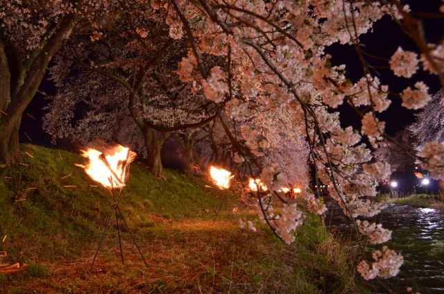 かがり火の夜桜