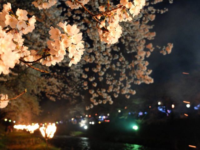 かがり火の夜桜