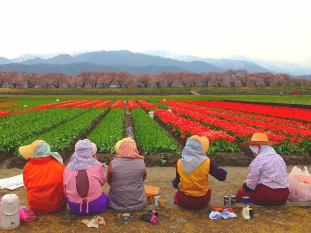 あさひ舟川「春の四重奏」