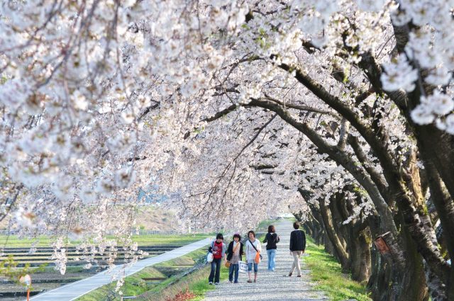 舟川べりの桜並木