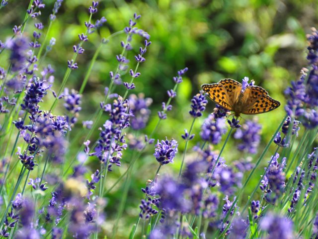 ハーバルバレーおがわ