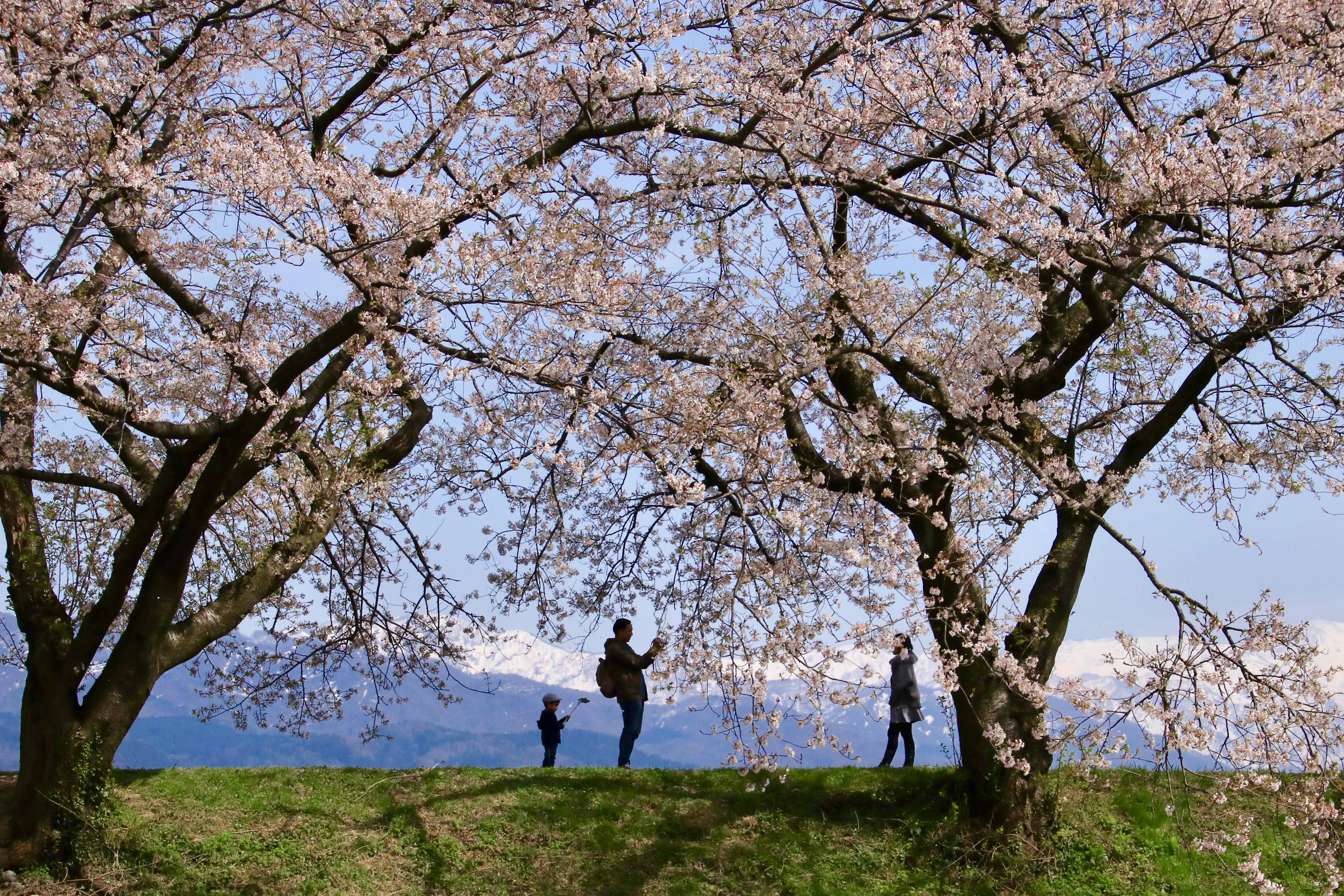 桜の木の下で