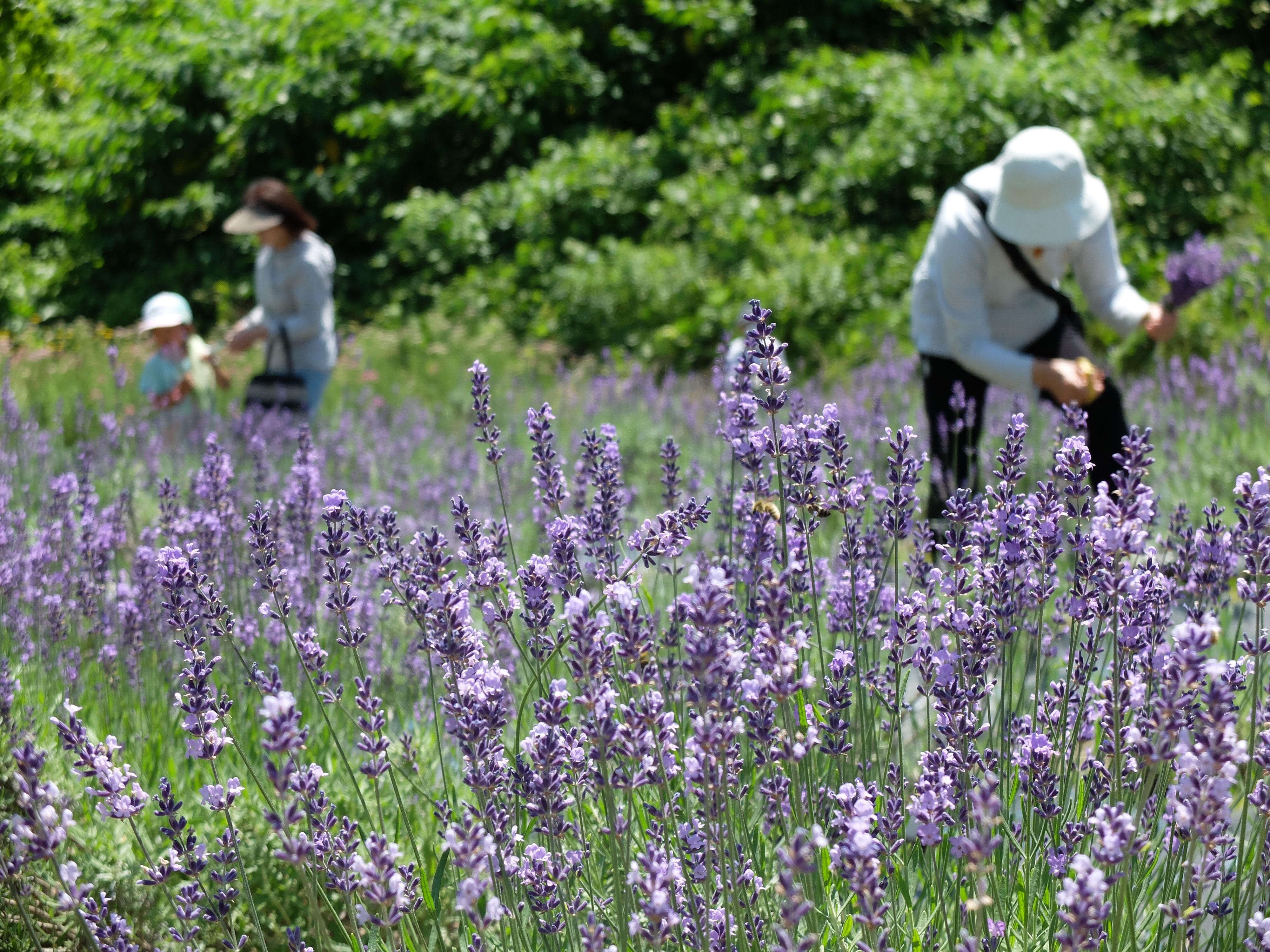 ラベンダー切り花販売