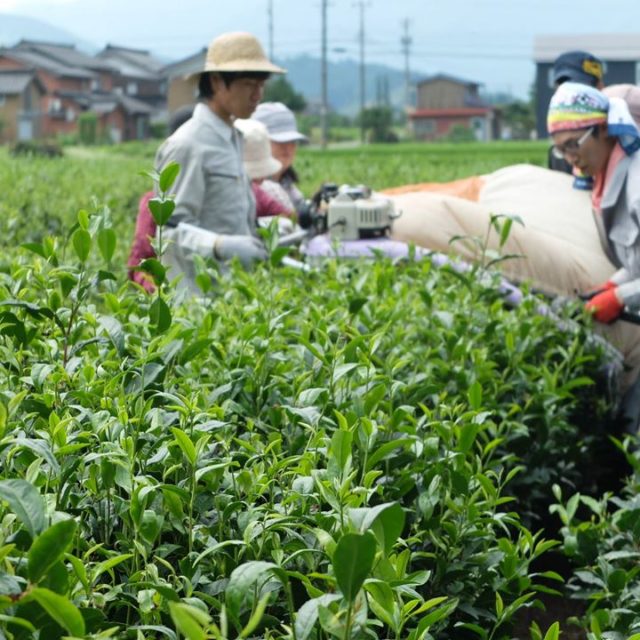 バタバタ茶