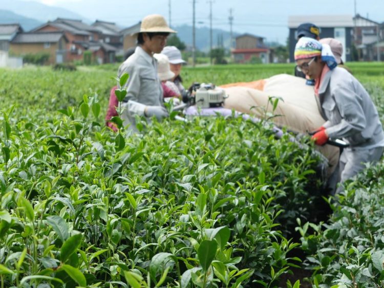 バタバタ茶