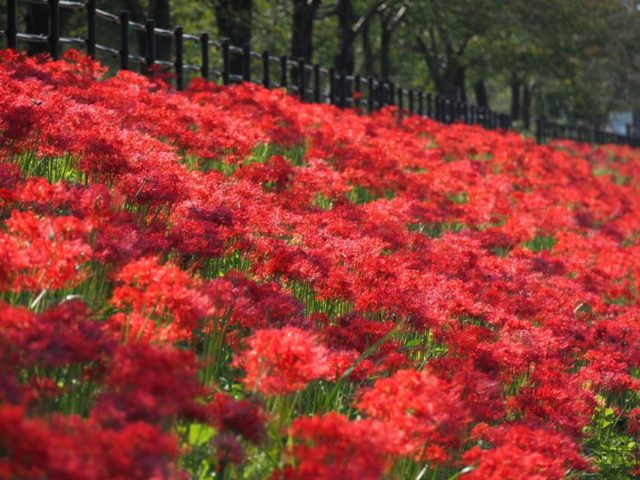 彼岸花の赤い絨毯