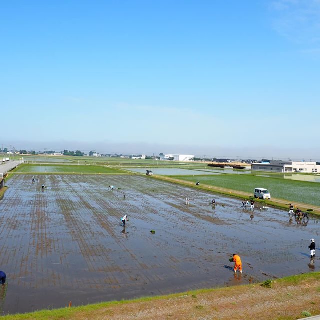 田んぼアート