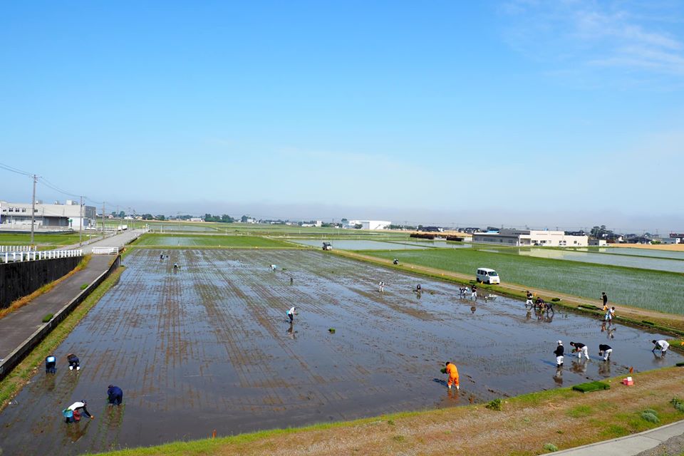 田んぼアート