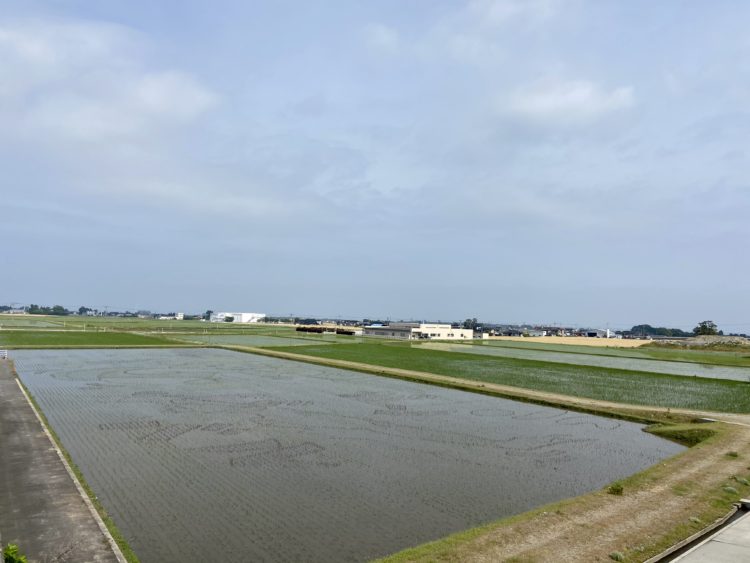 田んぼアート