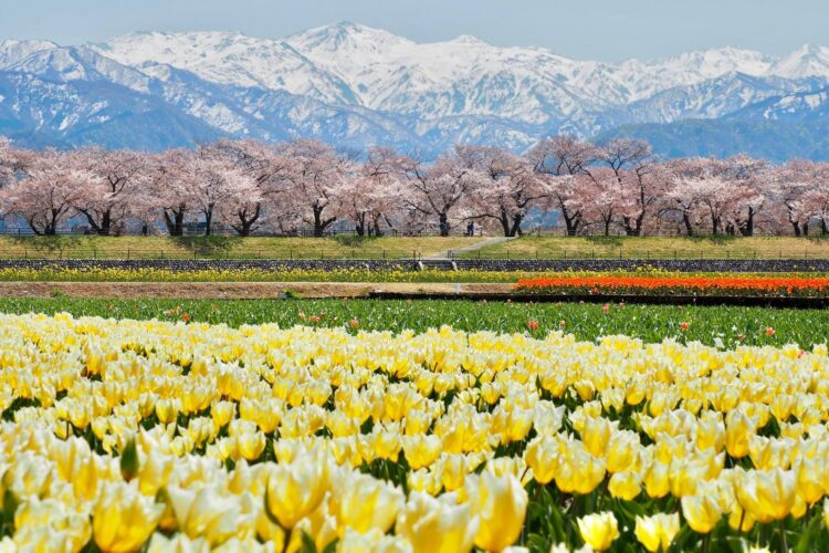 朝日町のシンボル朝日岳（あさひ舟川「春の四重奏」）