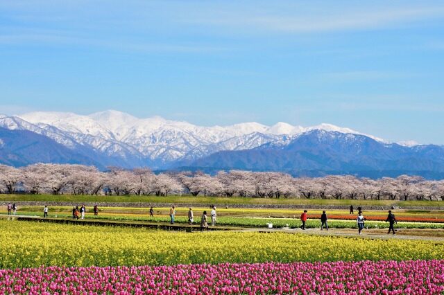 あさひ舟川「春の四重奏」